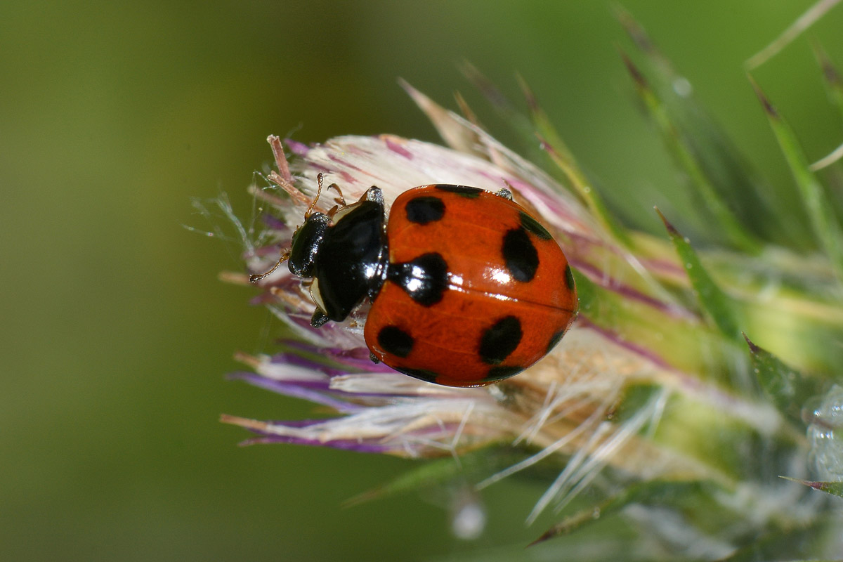 Coccinella undecimpunctata? No, Ceratomegilla undecimnotata